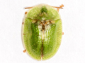 Cassida rubiginosa